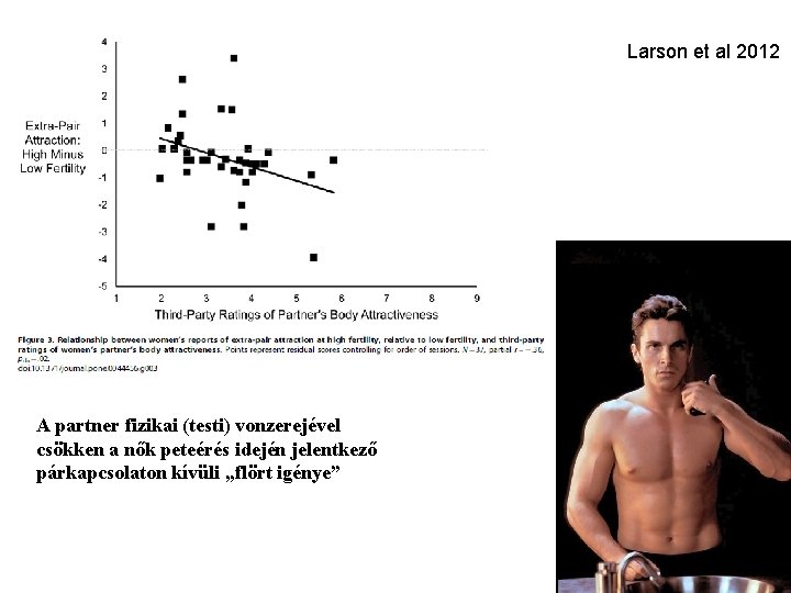 Larson et al 2012 A partner fizikai (testi) vonzerejével csökken a nők peteérés idején