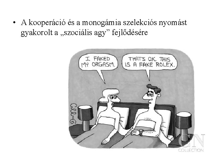  • A kooperáció és a monogámia szelekciós nyomást gyakorolt a „szociális agy” fejlődésére