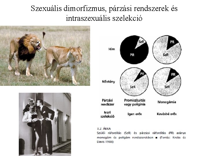 Szexuális dimorfizmus, párzási rendszerek és intraszexuális szelekció 