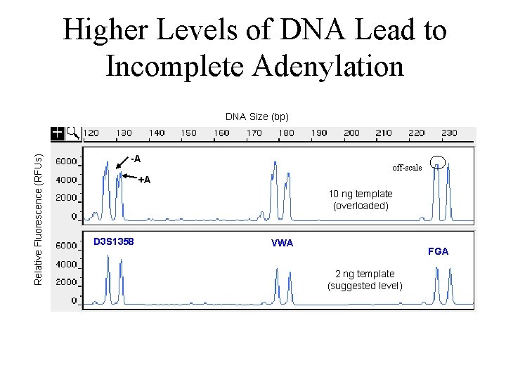 Higher Levels of DNA Lead to Incomplete Adenylation Relative Fluorescence (RFUs) DNA Size (bp)