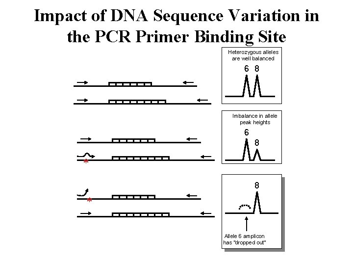 Impact of DNA Sequence Variation in the PCR Primer Binding Site Heterozygous alleles are