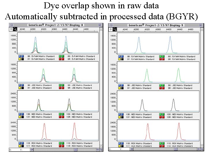 Dye overlap shown in raw data Automatically subtracted in processed data (BGYR) 