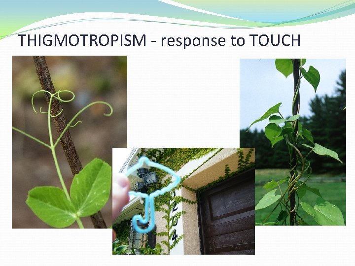 THIGMOTROPISM - response to TOUCH 