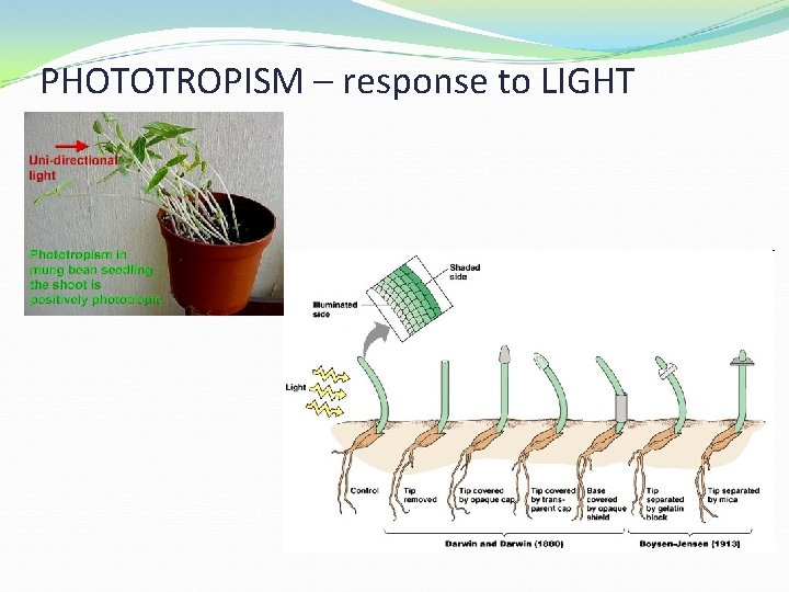 PHOTOTROPISM – response to LIGHT 