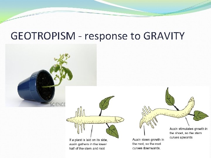 GEOTROPISM - response to GRAVITY 
