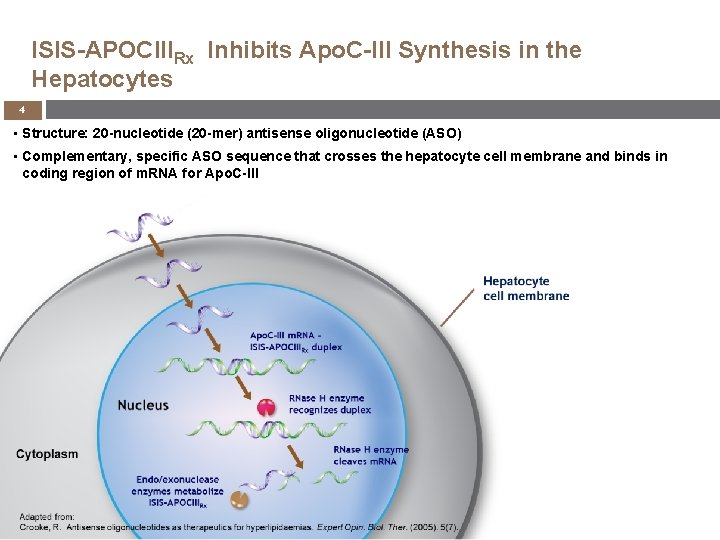 ISIS-APOCIIIRx Inhibits Apo. C-III Synthesis in the Hepatocytes 4 • Structure: 20 -nucleotide (20