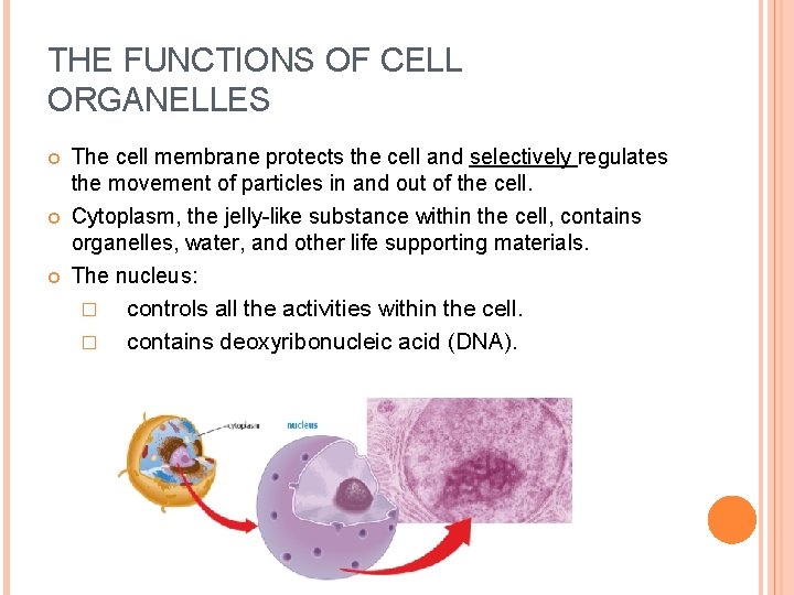 THE FUNCTIONS OF CELL ORGANELLES The cell membrane protects the cell and selectively regulates
