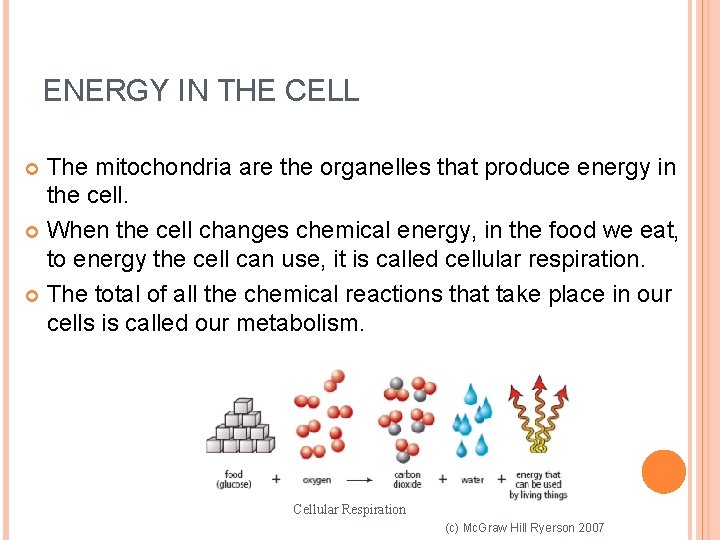 ENERGY IN THE CELL The mitochondria are the organelles that produce energy in the