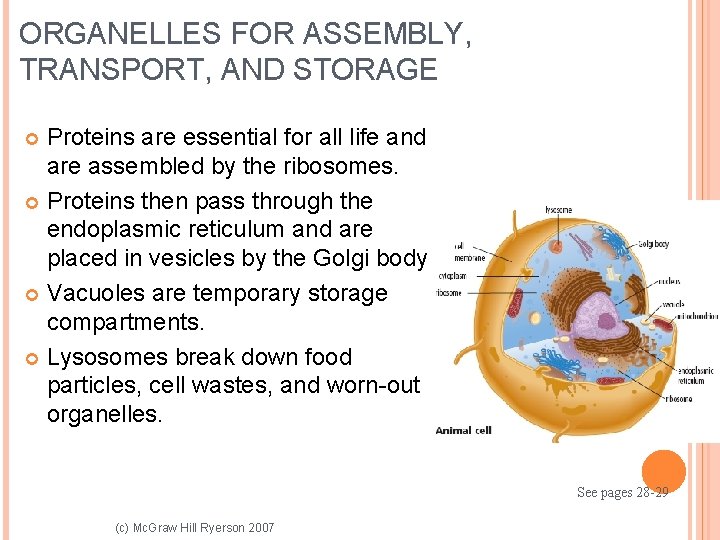 ORGANELLES FOR ASSEMBLY, TRANSPORT, AND STORAGE Proteins are essential for all life and are