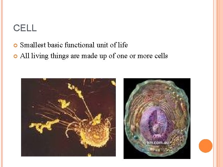 CELL Smallest basic functional unit of life All living things are made up of