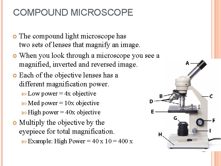 COMPOUND MICROSCOPE The compound light microscope has two sets of lenses that magnify an