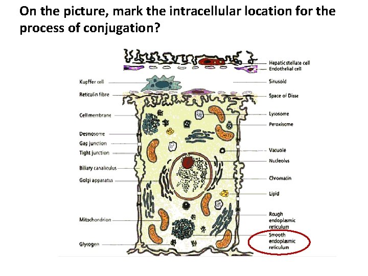 On the picture, mark the intracellular location for the process of conjugation? 