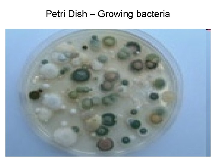 Petri Dish – Growing bacteria 