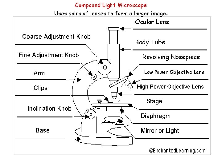 Compound Light Microscope Uses pairs of lenses to form a larger image. Ocular Lens