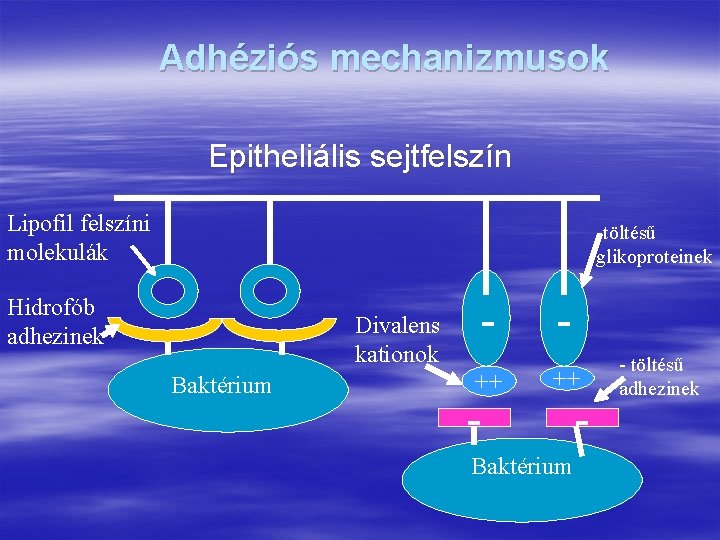Adhéziós mechanizmusok Epitheliális sejtfelszín Lipofil felszíni molekulák -töltésű glikoproteinek Hidrofób adhezinek Divalens kationok Baktérium
