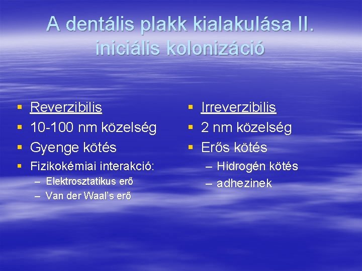 A dentális plakk kialakulása II. iniciális kolonizáció § § § Reverzibilis 10 -100 nm