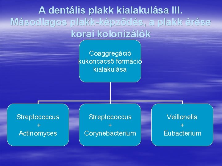 A dentális plakk kialakulása III. Másodlagos plakk-képződés, a plakk érése korai kolonizálók Coaggregáció kukoricacső