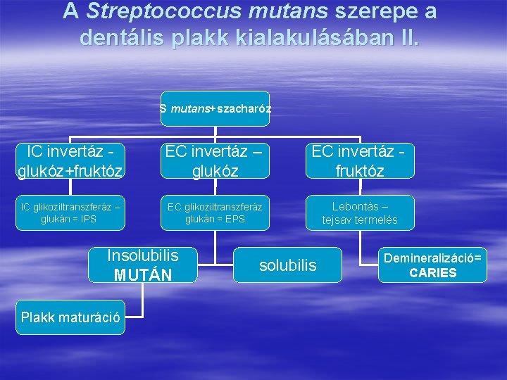 A Streptococcus mutans szerepe a dentális plakk kialakulásában II. S mutans+szacharóz IC invertáz glukóz+fruktóz