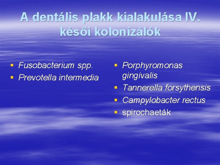 A dentális plakk kialakulása IV. késői kolonizálók § Fusobacterium spp. § Prevotella intermedia §