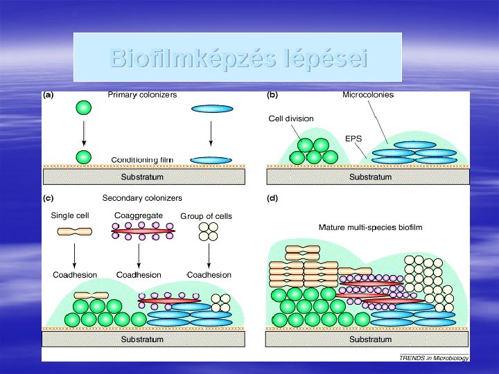 Biofilmképzés lépései 