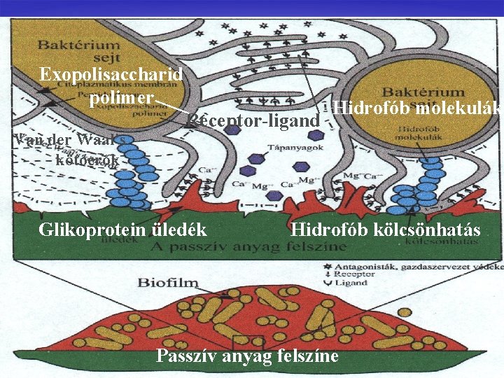 Exopolisaccharid polimer Van der Waal’s kötőerők Receptor-ligand Glikoprotein üledék Hidrofób molekulák Hidrofób kölcsönhatás Passzív