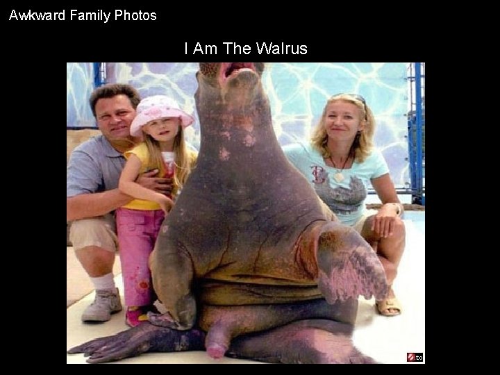 Awkward Family Photos I Am The Walrus 