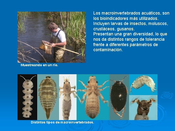 Los macroinvertebrados acuáticos, son los bioindicadores más utilizados. Incluyen larvas de insectos, moluscos, crustáceos,