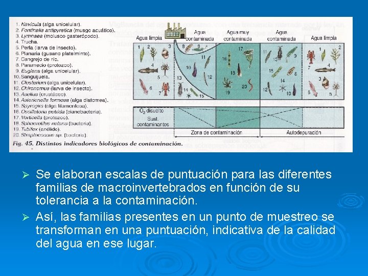 Se elaboran escalas de puntuación para las diferentes familias de macroinvertebrados en función de