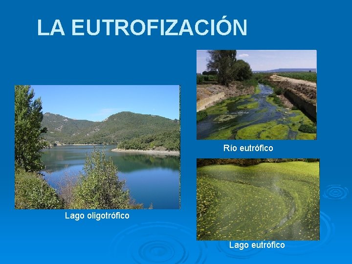 LA EUTROFIZACIÓN Río eutrófico Lago oligotrófico Lago eutrófico 