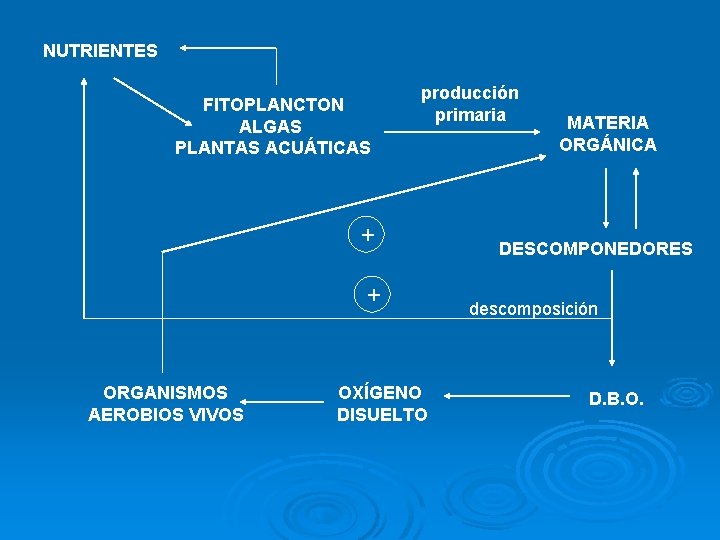 NUTRIENTES FITOPLANCTON ALGAS PLANTAS ACUÁTICAS producción primaria + + ORGANISMOS AEROBIOS VIVOS OXÍGENO DISUELTO