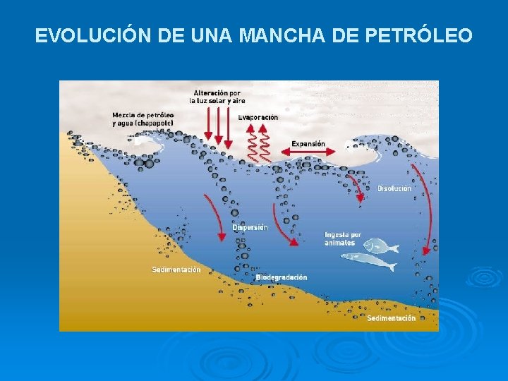 EVOLUCIÓN DE UNA MANCHA DE PETRÓLEO 