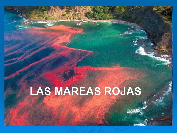 LAS MAREAS ROJAS 