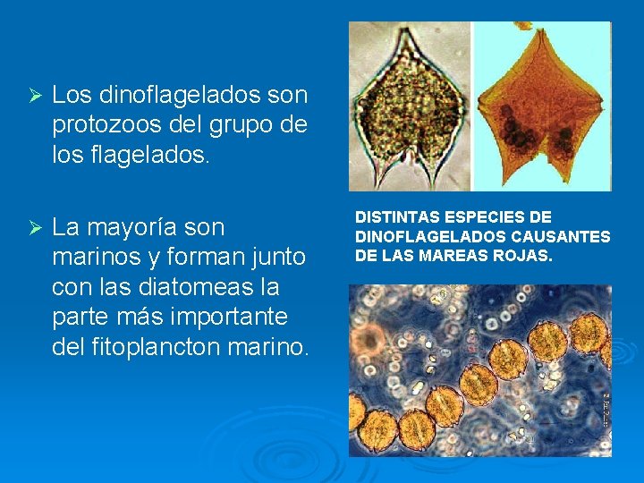 Ø Los dinoflagelados son protozoos del grupo de los flagelados. Ø La mayoría son