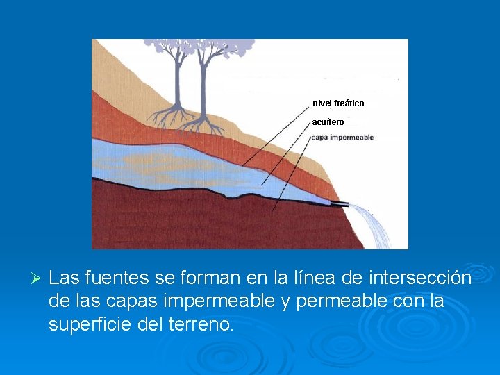 nivel freático acuífero Ø Las fuentes se forman en la línea de intersección de