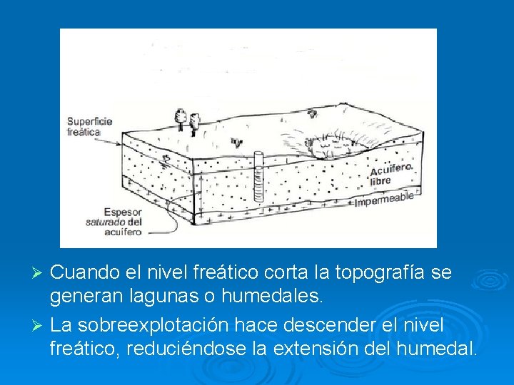 Cuando el nivel freático corta la topografía se generan lagunas o humedales. Ø La