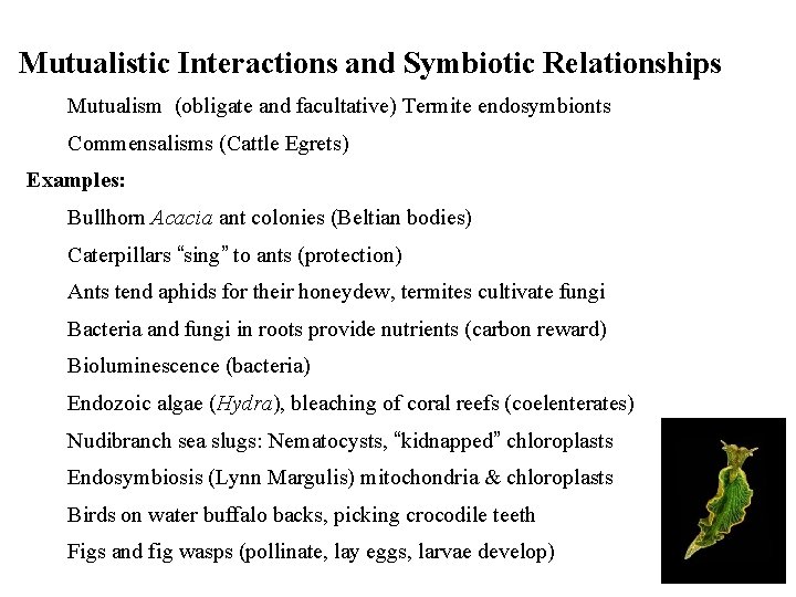 Mutualistic Interactions and Symbiotic Relationships Mutualism (obligate and facultative) Termite endosymbionts Commensalisms (Cattle Egrets)