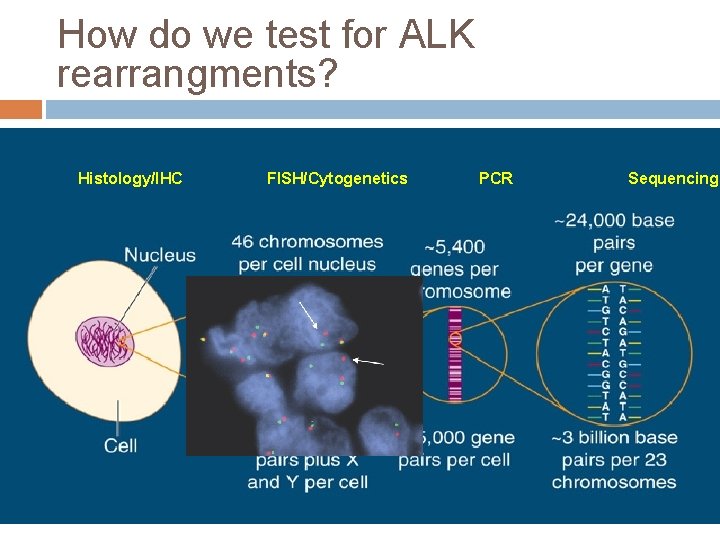 How do we test for ALK rearrangments? Histology/IHC FISH/Cytogenetics PCR Sequencing 