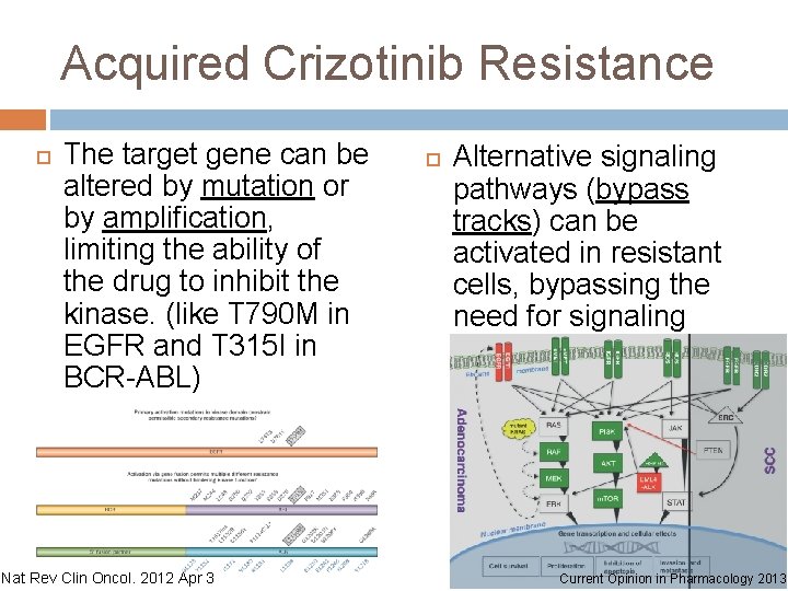 Acquired Crizotinib Resistance The target gene can be altered by mutation or by ampliﬁcation,