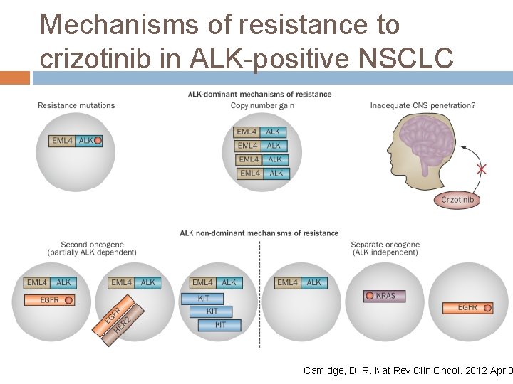 Mechanisms of resistance to crizotinib in ALK-positive NSCLC Camidge, D. R. Nat Rev Clin