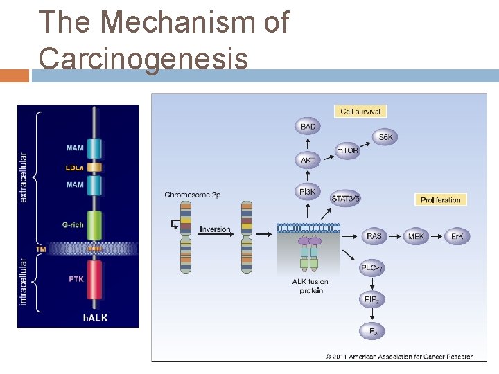 The Mechanism of Carcinogenesis 