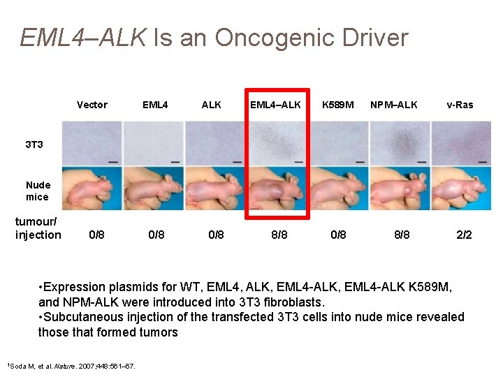 EML 4–ALK Is an Oncogenic Driver Vector EML 4 ALK EML 4–ALK K 589