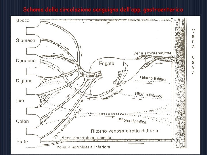 Schema della circolazione sanguigna dell’app. gastroenterico 