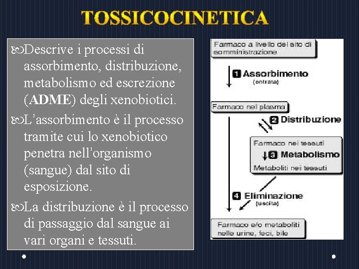  Descrive i processi di assorbimento, distribuzione, metabolismo ed escrezione (ADME) degli xenobiotici. L’assorbimento