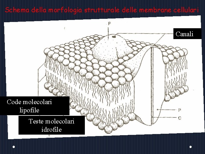 Schema della morfologia strutturale delle membrane cellulari Proteine Code molecolari lipofile Teste molecolari idrofile