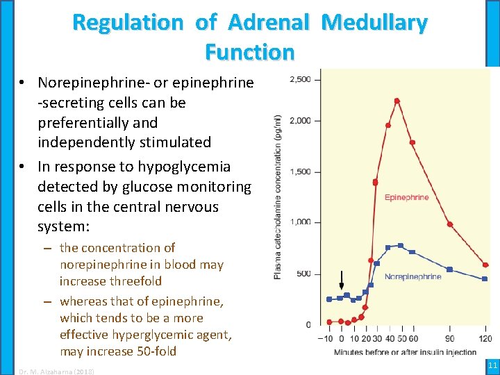 Regulation of Adrenal Medullary Function • Norepinephrine- or epinephrine -secreting cells can be preferentially