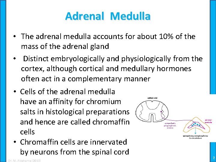Adrenal Medulla • The adrenal medulla accounts for about 10% of the mass of