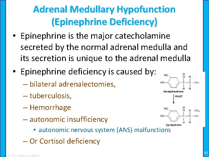 Adrenal Medullary Hypofunction (Epinephrine Deficiency) • Epinephrine is the major catecholamine secreted by the