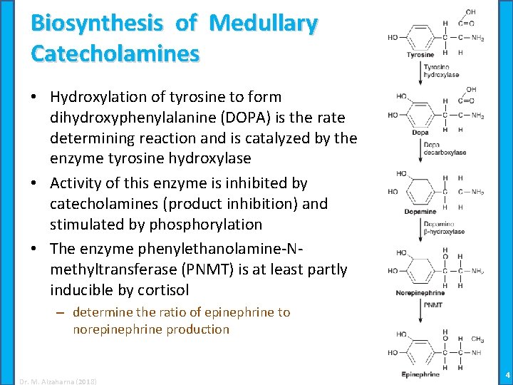 Biosynthesis of Medullary Catecholamines • Hydroxylation of tyrosine to form dihydroxyphenylalanine (DOPA) is the