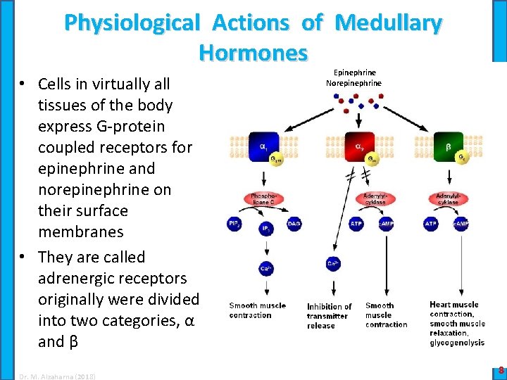 Physiological Actions of Medullary Hormones • Cells in virtually all tissues of the body