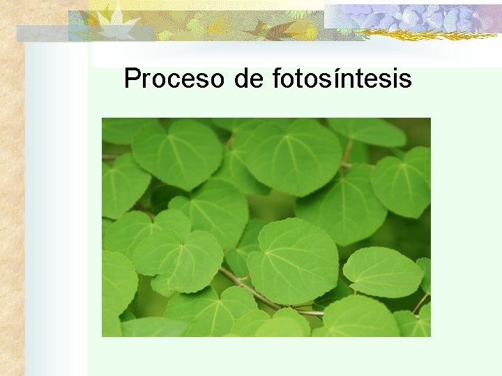 Proceso de fotosíntesis 